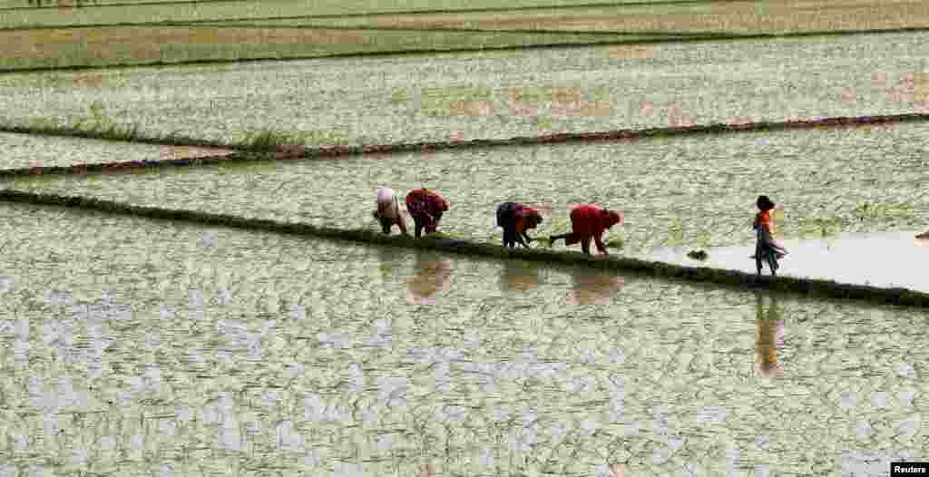 Women plant rice in a field outside Lahore, Pakistan. (Reuters/Caren Firouz)