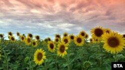 Sunflowers, summer, agriculture, Bulgaria