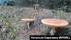 ФОТА ДНЯ: Лес Беларусі. Менская вобл. Натальля Сарагавец 