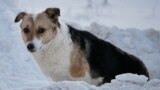 The Loyal Dog Of Novosibirsk