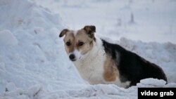 Pas koga je vlasnik ostavio na stanici u Novosibirsku