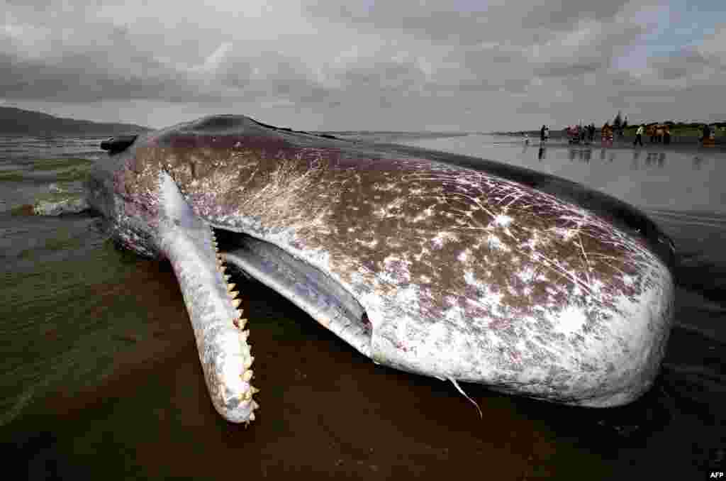 The carcass of a 15-meter sperm whale lies on Paraparaumu beach in New Zealand. Hundreds of people gathered to see the whale, which washed up on the beach overnight. (AFP/Marty Melville)