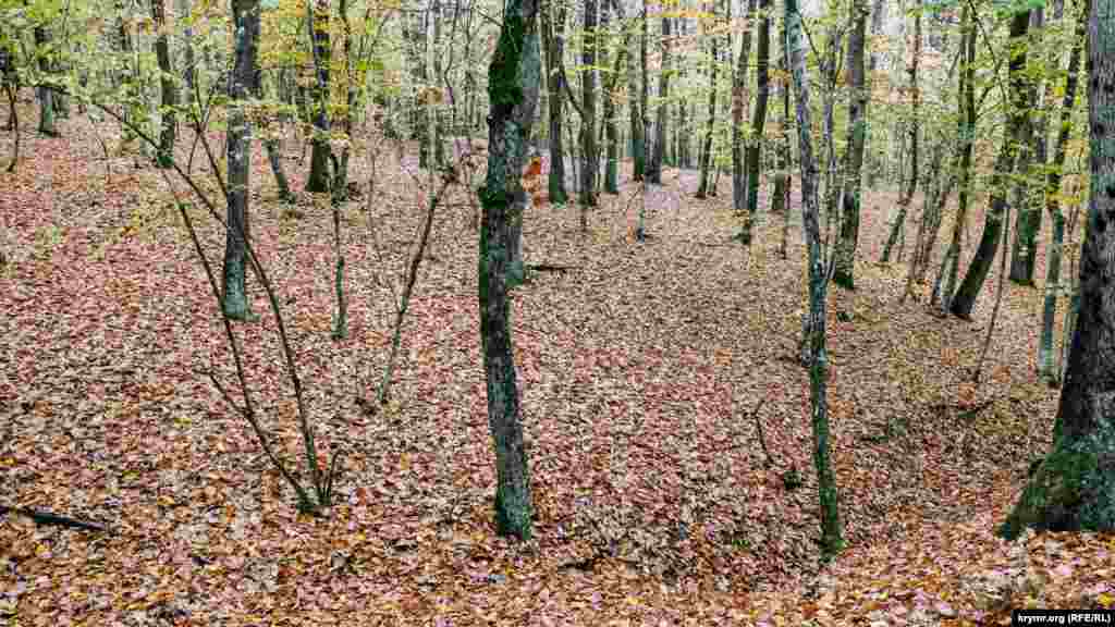 Проследовав несколько сот метров, оказываешься в лесу. Большинство листьев здесь уже опали