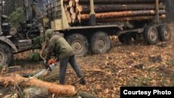 Вырубка леса