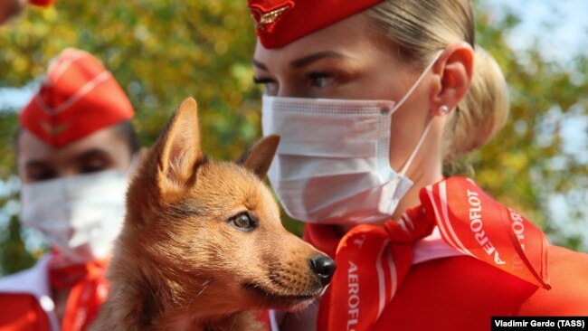 Psi otkrivaju korona virus na zračnim lukama