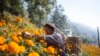 A Nepalese woman collects makhmali flowers for the Tihar festival in the village of Ichangu, Kathmandu, Nepal. The makhmali flower is mostly used for garlands to worship gods and animals during the Tihar festival. (EPA-EFE/Hritik Shrestha)