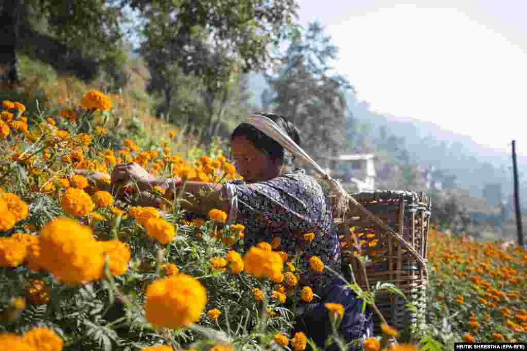 A Nepalese woman collects makhmali flowers for the Tihar festival in the village of Ichangu, Kathmandu, Nepal. The makhmali flower is mostly used for garlands to worship gods and animals during the Tihar festival. (EPA-EFE/Hritik Shrestha)