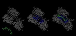 Завдання, яке ілюструє ця картинка – дізнатись як зчепляться дві органічні молекули (протеїн та пептид)