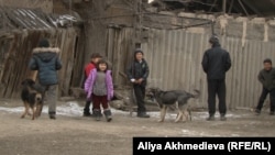 Дети Мейрамгуль Набиевой играют с собаками. Алматинская область, 21 января 2016 года.