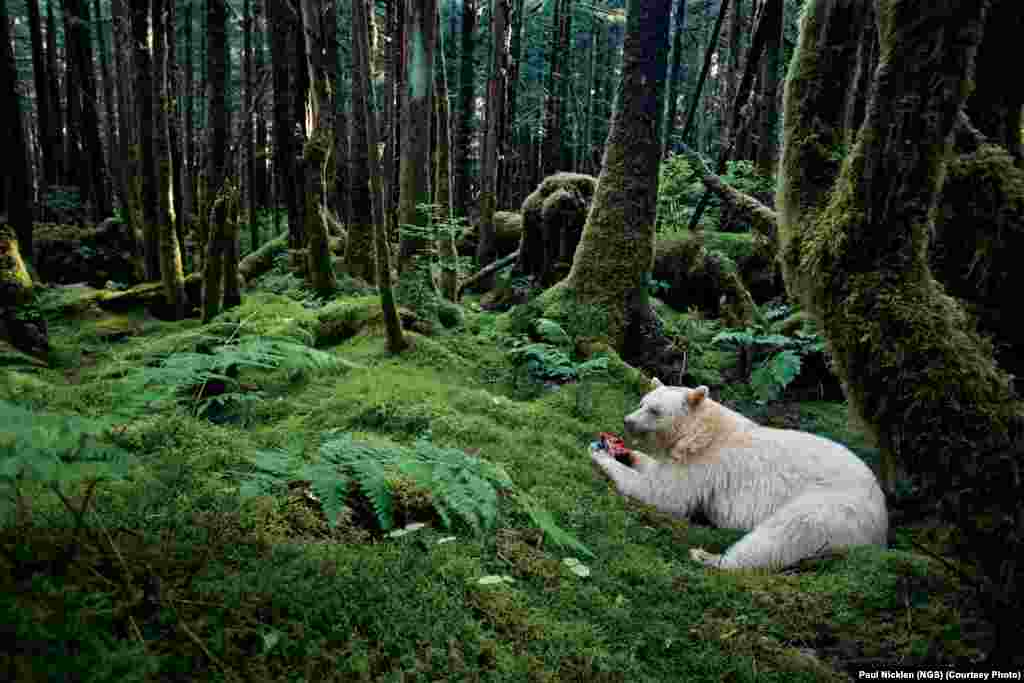 In a moss-draped rain forest in British Columbia, towering red cedars live 1,000 years and black bears have white coats. They are known to the local people as spirit bears.