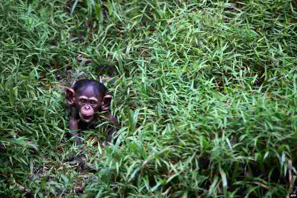 A 4-month-old chimpanzee at Malaysia&#39;s national zoo in Kuala Lumpur. (AFP/Mohd Rasfan)