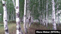 Березовая роща в Карагандинской области, которая может быть вырублена из-за строительства транспортной развязки.