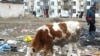 Корова на городской свалке под присмотром пастуха. Семей.