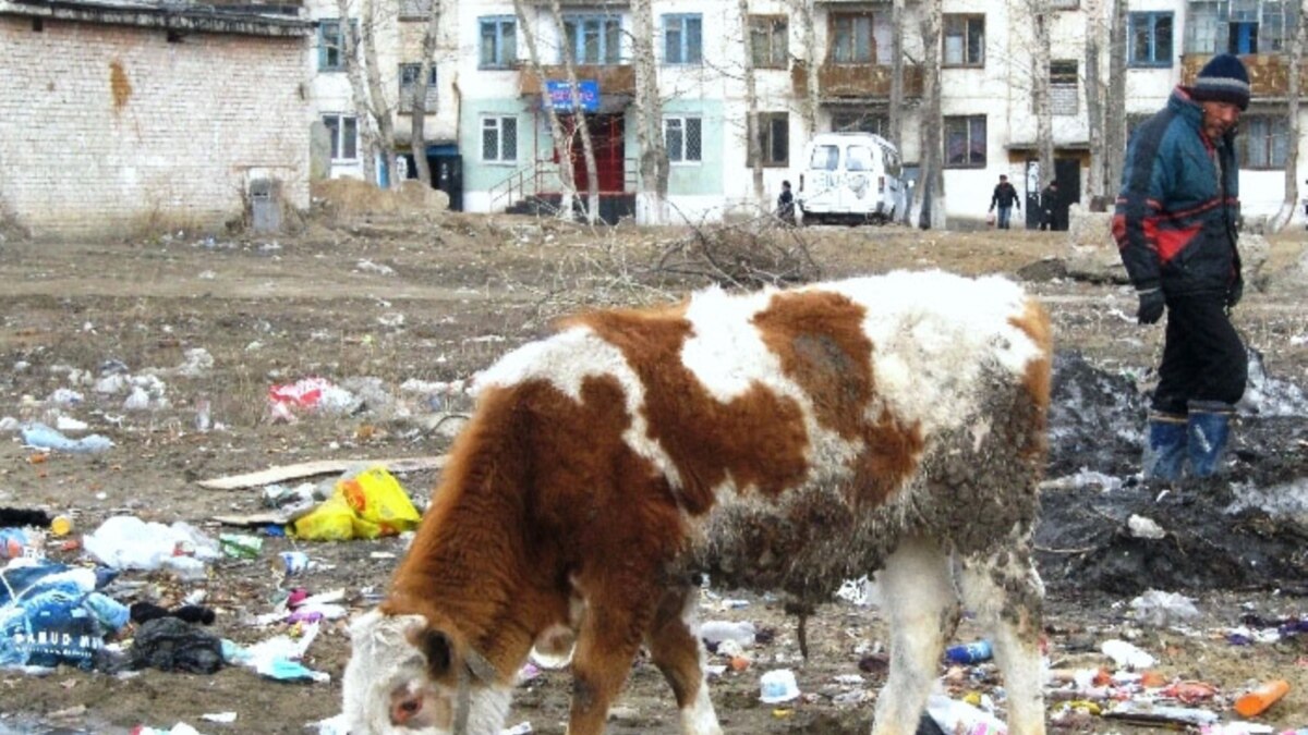 Урбанизация казахов сопровождается появлением коров на улицах городов