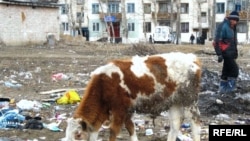 Корова на городской свалке под присмотром пастуха. Семей.