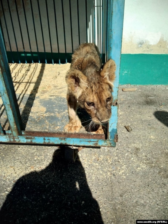 Цирковые животные сильно истощены и находятся без должного присмотра.