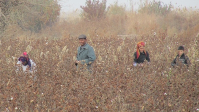 Lebapda kärendeçilerden pagtanyň gozasyny ýygnap almak işleri batlandy