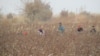 Türkmenisztán Lebap tartományában több ezer állami alkalmazottnak kell naponta 20-25 kiló gyapotot leszednie (archív fotó)