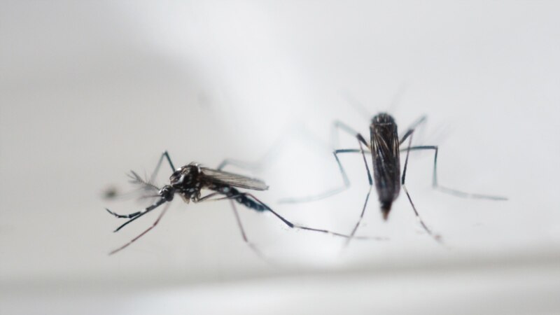 Ekvador sterilisanim komarcima na Galapagosu spriječava prijenos bolesti