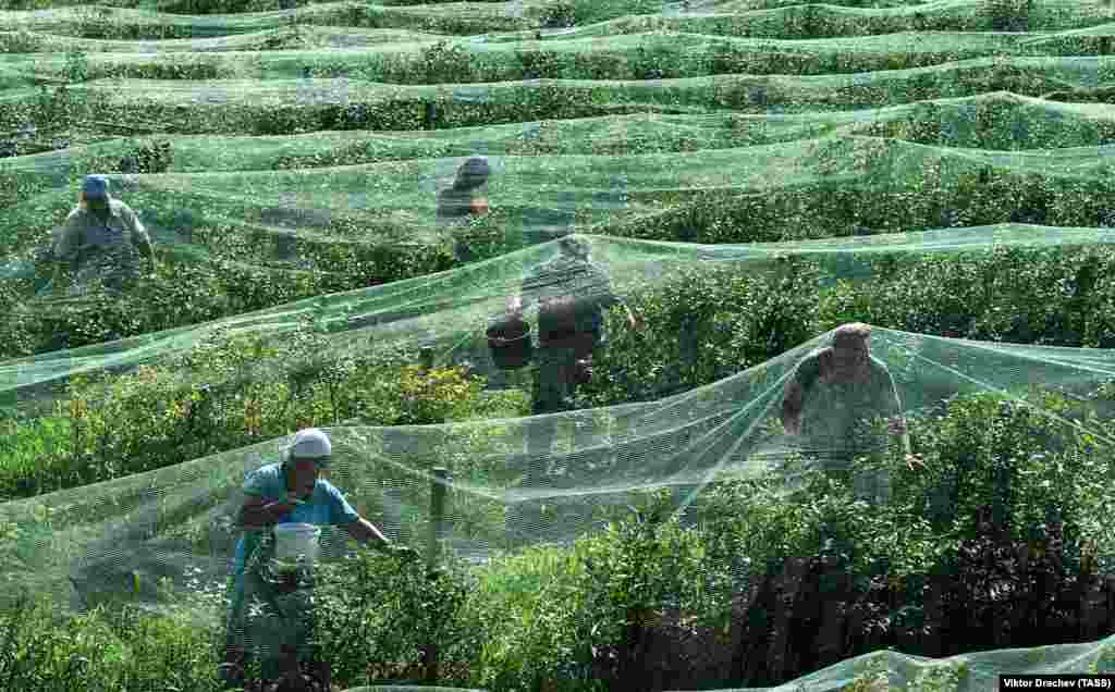 Workers harvest blueberries at a farm near the village of Vysokoye, in Belarus&#39;s Brest region. (TASS/Viktor Drachev)