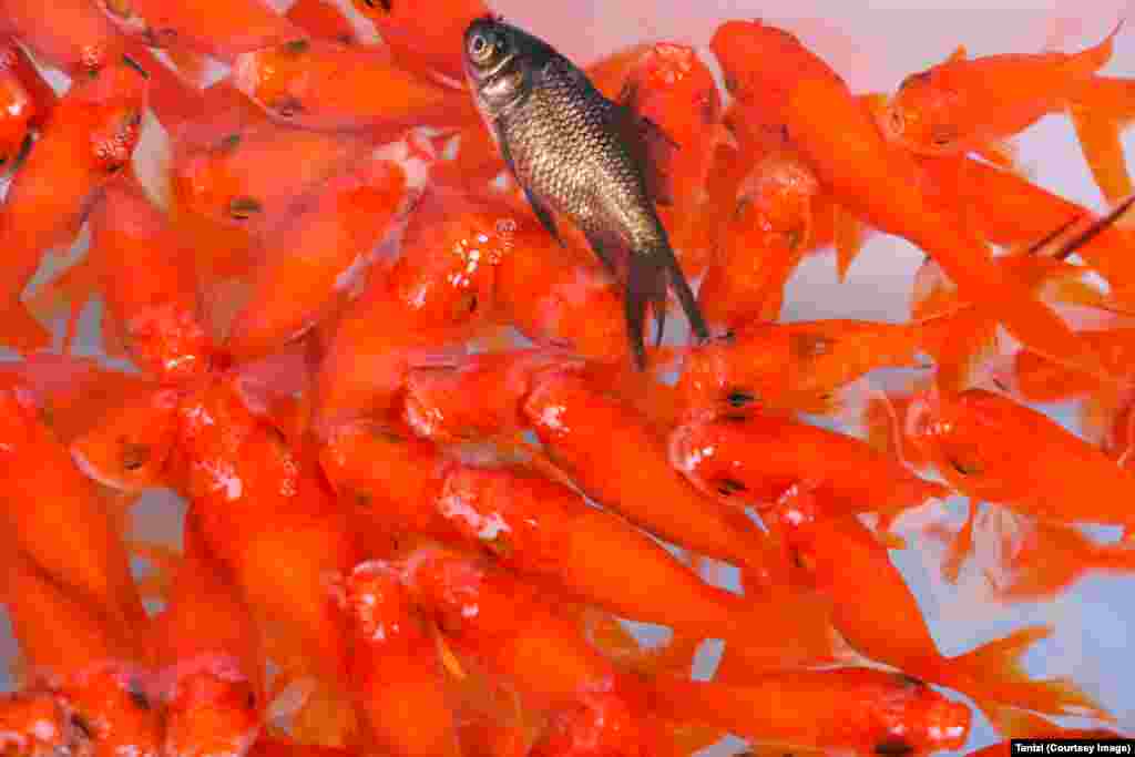 Iran -- A black dead fish among red fishes, undated