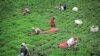 Tea farm in semi-tropical Gilan Province, Iran