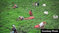 Tea farm in semi-tropical Gilan Province, Iran