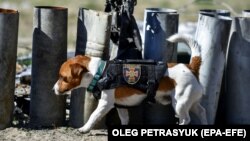 На фото – пес Патрон, який допомагає ДСНС розміновувати звільнені від російських військ українські території 