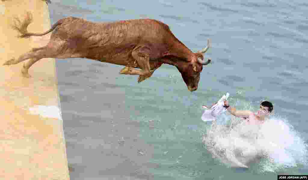 Бык скача ў ваду падчас традыцыйнага фэсту Bous a la mar у гавані непадалёк ад Алікантэ, Гішпанія.