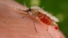 Малярыя пераносіцца самкамі камароў роду Anopheles — «малярыйнымі камарамі»