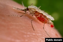 Малярийный комар вида Anopheles Stephensi