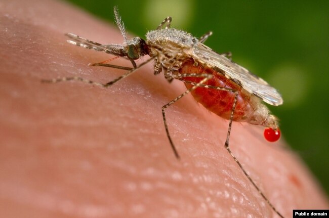 Insekt që mund të transmetojë sëmundjen e malaries, foto ilustruese.