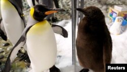 Doi pinguini într-un parc zoologic