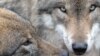 Don't MP3 them until you see the whites of their beady little Eurasian wolf eyes.