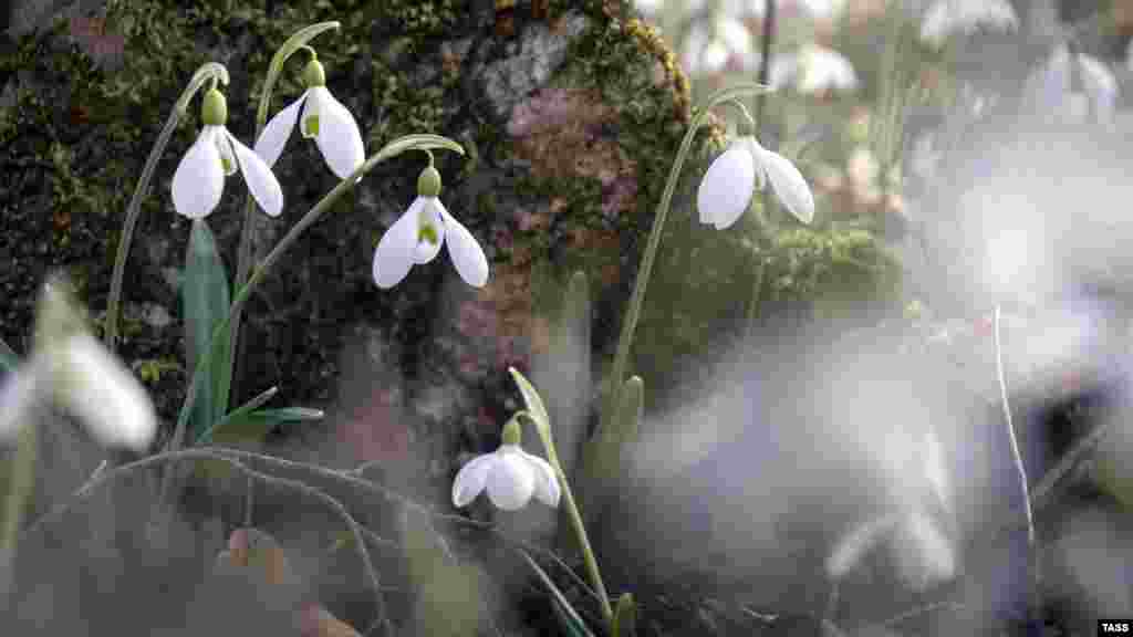 З лютого до квітня у Кримських горах можна спостерігати цвітіння галантуса (проліска)