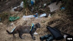 Кошка с украинской лентой на шее в районе города Авдеевка. Донецкая область, 22 августа 2014 года.