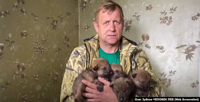 Олег Зубков с волчатами