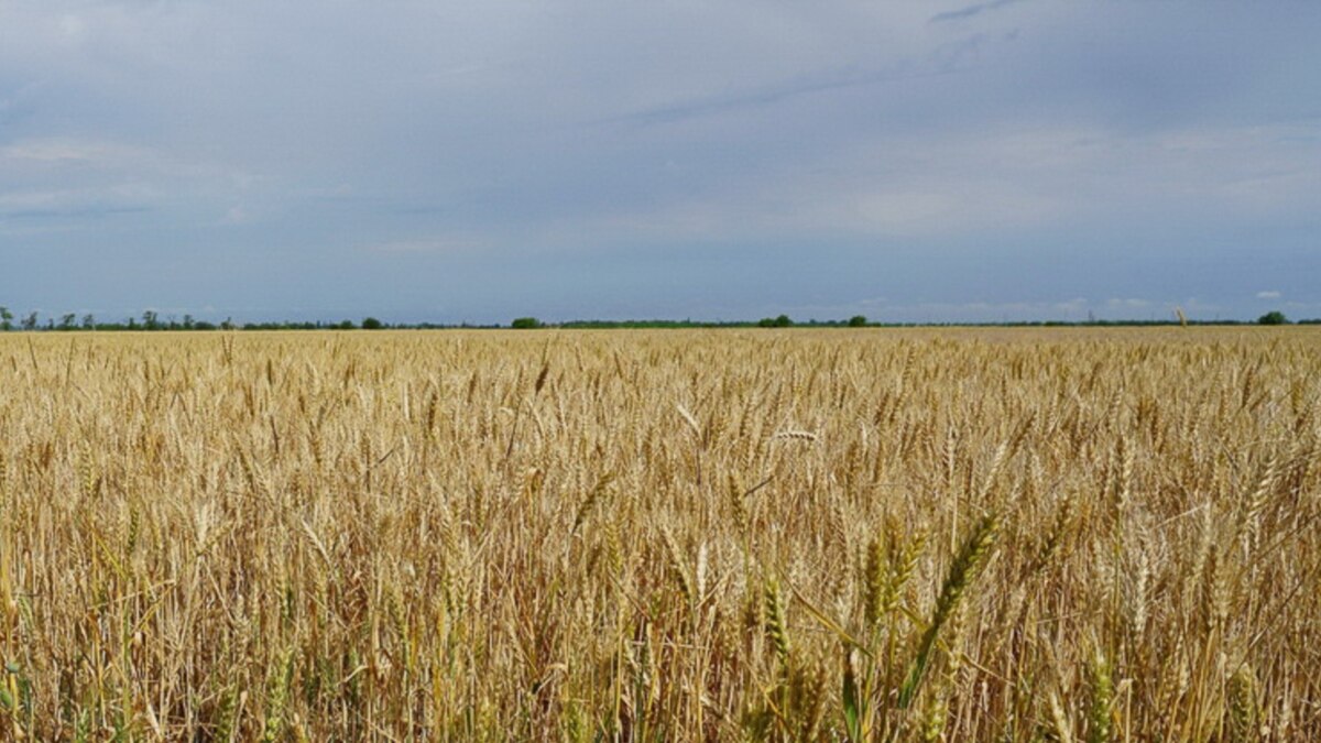 Пшеница с гектара. Израиль поля пшеницы. Пшеницы с га. Пшеница Израиль. Антрацит поле пшеницы.