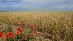 Пшеничное поле в Крыму, июнь 2018 года