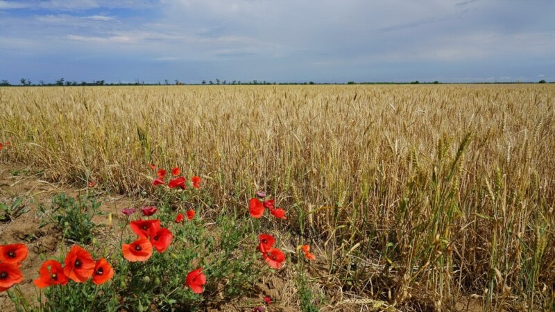 Reuters: Сирия закупает и перевозит пшеницу из Крыма 
