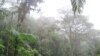 Вільготны экватарыяльны лес, Эквадор