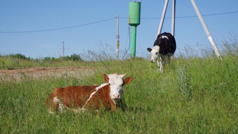 В Башкортостане из-за паводка утонуло стадо коров