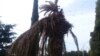 Пальмовый долгоносик способен уничтожить пальму за один сезон
