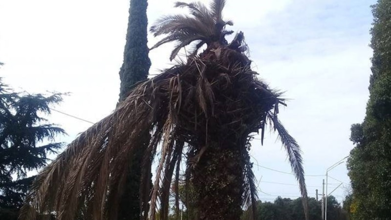Долгоносик атакует абхазские пальмы