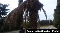 Пальмовый долгоносик, добравшийся до столицы Абхазии, беспощаден, пораженные им деревья вылечить невозможно