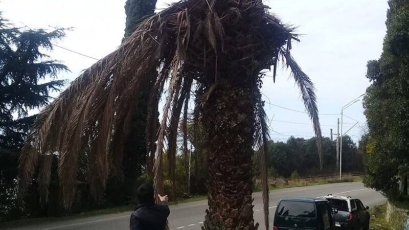 В Абхазии начали вырубать пальмы