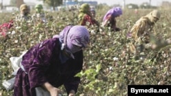 The cotton harvest in Tajikistan