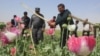 آرشیف، تخریب مزارع کوکنار در افغانستان
