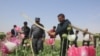 تخریب مزارع کوکنار در جوزجان آغاز شد 