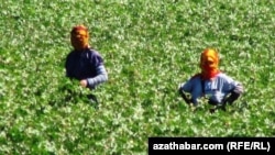 Cotton Harvesting In Turkmenistan 